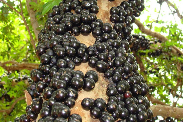 樹葡萄可以泡酒嗎 味道非常好 樹葡萄可以泡酒嗎 味道非常好