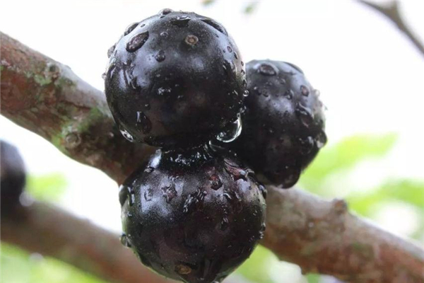 樹葡萄可以泡酒嗎 味道非常好 樹葡萄可以泡酒嗎 味道非常好