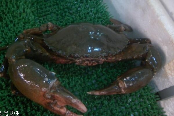 三門青蟹怎么做好吃 三門青蟹的做法 三門青蟹怎么做好吃 三門青蟹的做法