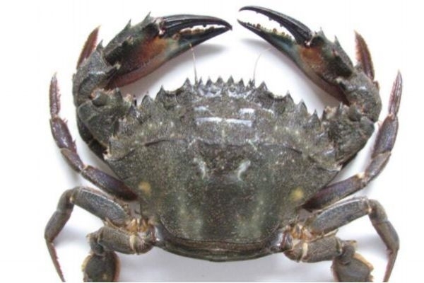 三門青蟹怎么做好吃 三門青蟹的做法 三門青蟹怎么做好吃 三門青蟹的做法