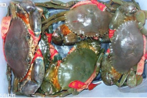 三門青蟹多少錢一斤 死了的三門青蟹不能吃 三門青蟹多少錢一斤 死了的三門青蟹不能吃