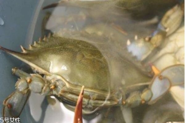 三門(mén)青蟹是海蟹嗎 三門(mén)青蟹和陽(yáng)澄湖大閘蟹的區(qū)別