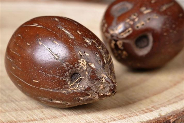 紫金鼠菩提怎么看好壞 選購(gòu)技巧要記住 紫金鼠菩提怎么看好壞 選購(gòu)技巧要記住