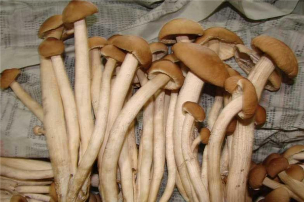 茶樹菇吃多了會上火嗎 很少出現(xiàn) 茶樹菇吃多了會上火嗎 很少出現(xiàn)