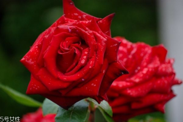 玫瑰水適合什么膚質(zhì) 使用玫瑰水的注意事項(xiàng) 玫瑰水適合什么膚質(zhì) 使用玫瑰水的注意事項(xiàng)