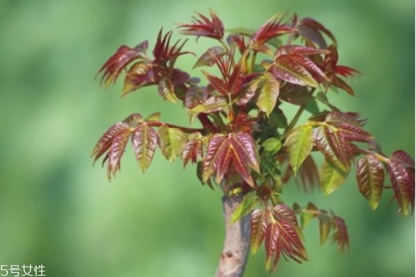 香椿的功效和作用 香椿的營養(yǎng)價值 香椿的功效和作用 香椿的營養(yǎng)價值