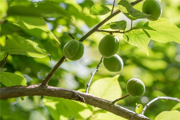 青梅可以解酒嗎 有效保護肝臟
