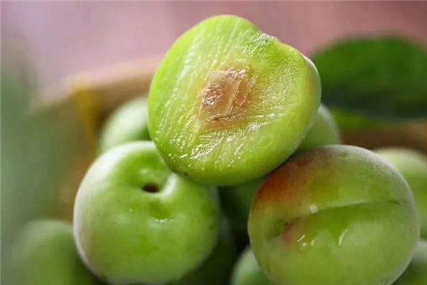 青梅是發(fā)物嗎 不屬于這個類別 青梅是發(fā)物嗎 不屬于這個類別