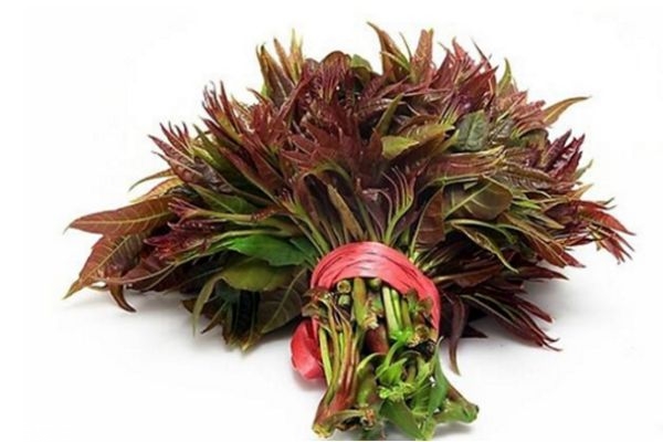 香椿是否要過(guò)水 吃香椿的好處及吃法