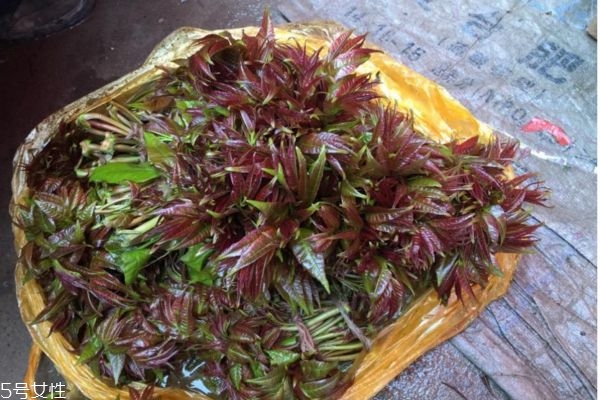 吃香椿過(guò)敏怎么辦 吃香椿過(guò)敏的癥狀 吃香椿過(guò)敏怎么辦 吃香椿過(guò)敏的癥狀