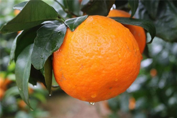 沃柑不能和什么一起吃 飲食禁忌要注意 沃柑不能和什么一起吃 飲食禁忌要注意