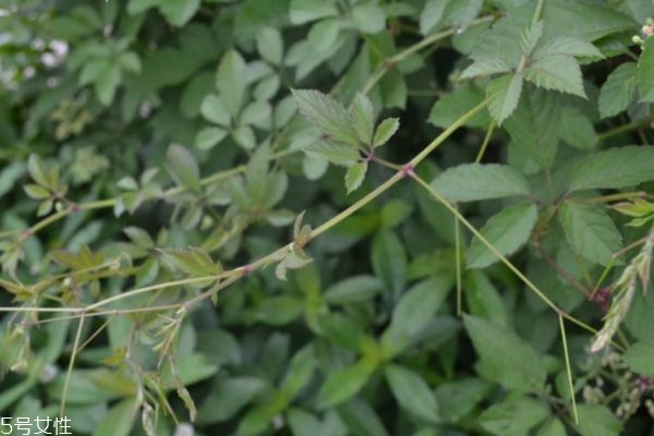 絞股藍(lán)可以吃嗎 絞股藍(lán)怎么吃 絞股藍(lán)可以吃嗎 絞股藍(lán)怎么吃