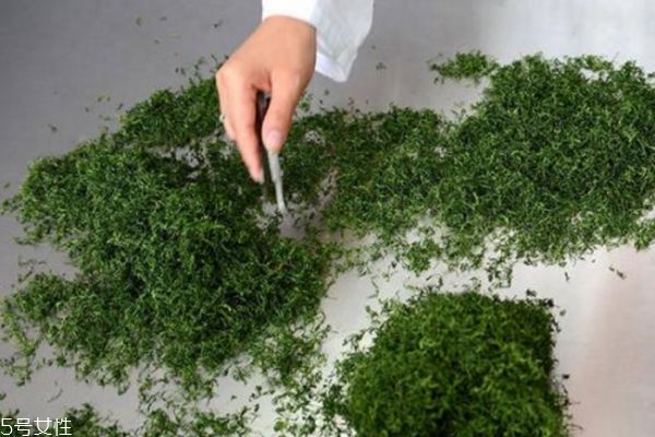 絞股藍(lán)可以吃嗎 絞股藍(lán)怎么吃 絞股藍(lán)可以吃嗎 絞股藍(lán)怎么吃