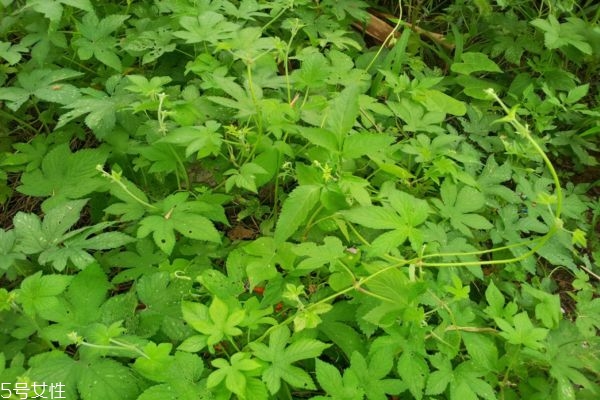 絞股藍(lán)減肥效果好嗎 有效幫助脂肪代謝 絞股藍(lán)減肥效果好嗎 有效幫助脂肪代謝