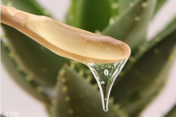 晚上蘆薈膠的使用順序 晚上擦蘆薈膠的禁忌 晚上蘆薈膠的使用順序 晚上擦蘆薈膠的禁忌