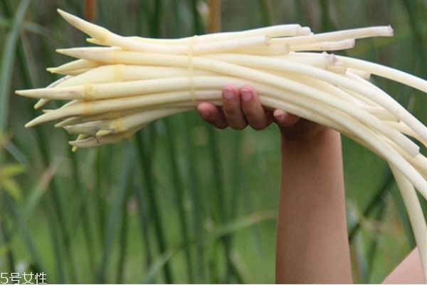 孕婦可以吃藕尖嗎 孕婦吃藕尖的好處 孕婦可以吃藕尖嗎 孕婦吃藕尖的好處
