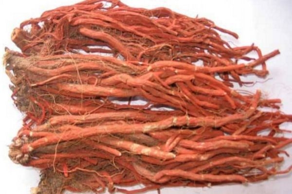 丹參是什么 丹參的價(jià)格多少錢