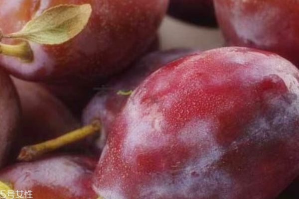 西梅是軟的好還是硬的好 西梅怎么挑選 西梅是軟的好還是硬的好 西梅怎么挑選