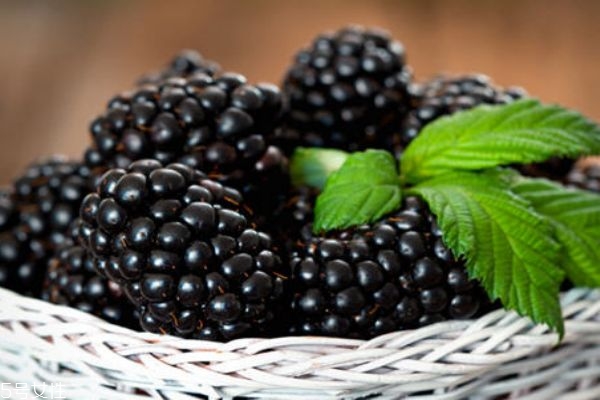 桑葚弄在衣服上怎么洗 吃不完的桑葚怎么處理 桑葚弄在衣服上怎么洗 吃不完的桑葚怎么處理