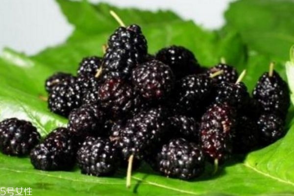 桑葚弄在衣服上怎么洗 吃不完的桑葚怎么處理 桑葚弄在衣服上怎么洗 吃不完的桑葚怎么處理