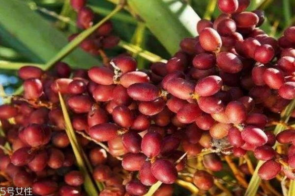 椰棗要洗嗎 椰棗怎么洗干凈 椰棗要洗嗎 椰棗怎么洗干凈