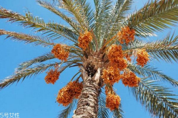 椰棗補血嗎 紅棗和椰棗哪個更補血 椰棗補血嗎 紅棗和椰棗哪個更補血