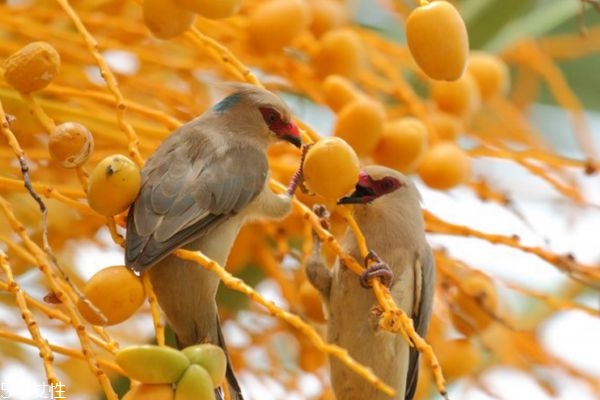 椰棗泡酒怎么泡 椰棗泡酒的作用和功效 椰棗泡酒怎么泡 椰棗泡酒的作用和功效