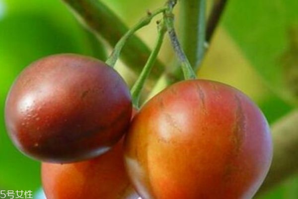 樹番茄可以直接吃嗎 樹番茄的營養(yǎng)價值 樹番茄可以直接吃嗎 樹番茄的營養(yǎng)價值