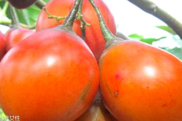 樹番茄可以直接吃嗎 樹番茄的營養(yǎng)價值 樹番茄可以直接吃嗎 樹番茄的營養(yǎng)價值