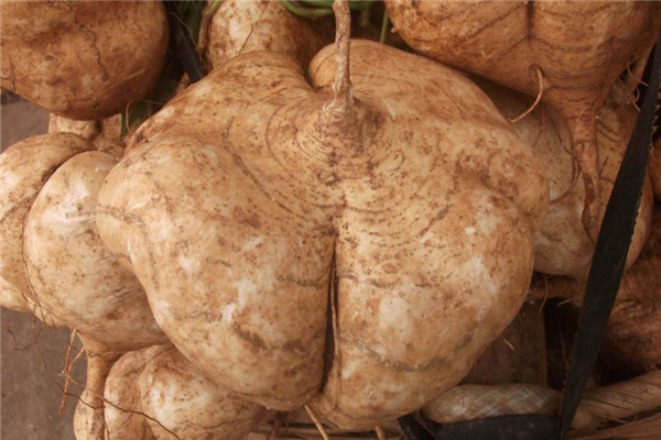 涼薯蒸著吃口味怎么樣 蒸涼薯的做法 涼薯蒸著吃口味怎么樣 蒸涼薯的做法