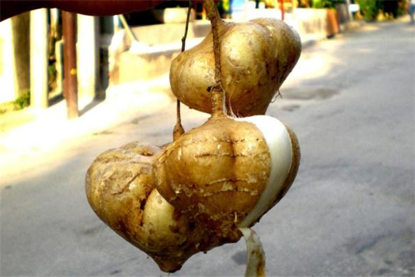 涼薯蒸著吃口味怎么樣 蒸涼薯的做法 涼薯蒸著吃口味怎么樣 蒸涼薯的做法