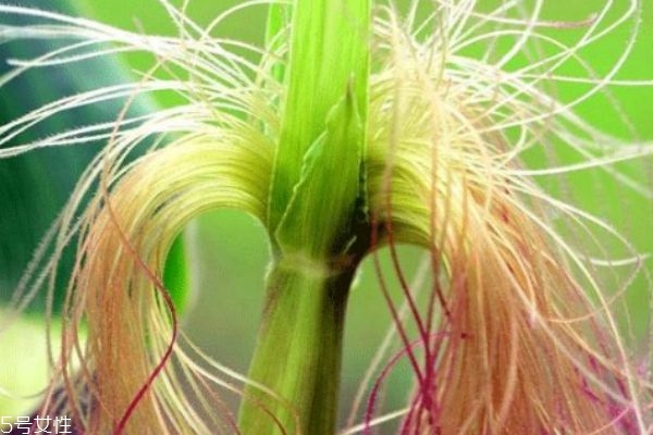 玉米須可以和什么一起泡水喝 玉米須的6大喝法 玉米須可以和什么一起泡水喝 玉米須的6大喝法