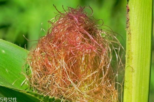 玉米須怎么煮水 喝玉米須水的好處 玉米須怎么煮水 喝玉米須水的好處