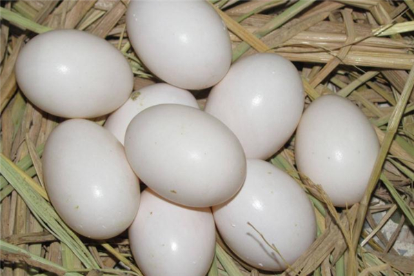 鴿子蛋吃了會上火嗎 避開熱性食物 鴿子蛋吃了會上火嗎 避開熱性食物