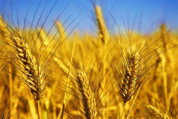 主食有哪些 主食對人體很重要 主食有哪些 主食對人體很重要