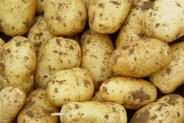 主食有哪些 主食對人體很重要 主食有哪些 主食對人體很重要