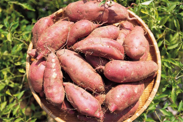 主食有哪些 主食對人體很重要 主食有哪些 主食對人體很重要