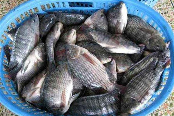 孕婦能吃羅非魚(yú)嗎 不過(guò)敏就可以吃