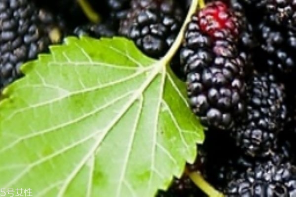 桑葚放一晚上會壞嗎 怎么判斷桑葚變質了 桑葚放一晚上會壞嗎 怎么判斷桑葚變質了