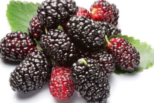 桑葚放一晚上會壞嗎 怎么判斷桑葚變質了 桑葚放一晚上會壞嗎 怎么判斷桑葚變質了