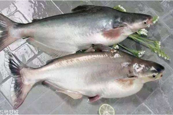 吃魚會長胖嗎 減肥人晚上能吃魚嗎 吃魚會長胖嗎 減肥人晚上能吃魚嗎