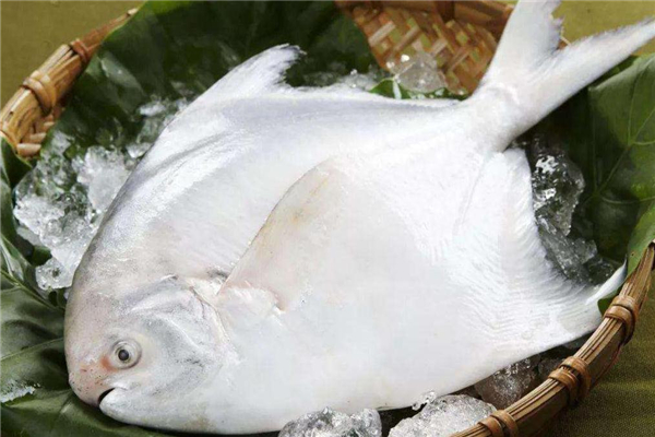 白鯧魚(yú)多少錢(qián)一斤 白鯧魚(yú)市場(chǎng)行情 白鯧魚(yú)多少錢(qián)一斤 白鯧魚(yú)市場(chǎng)行情