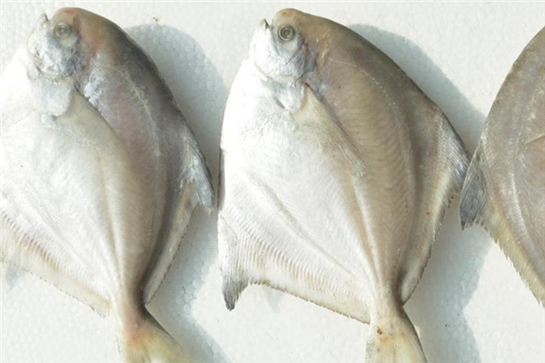 白鯧魚(yú)多少錢(qián)一斤 白鯧魚(yú)市場(chǎng)行情 白鯧魚(yú)多少錢(qián)一斤 白鯧魚(yú)市場(chǎng)行情