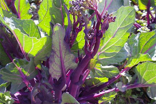 紅菜苔哺乳期可以吃嗎 菜苔怎么吃好 紅菜苔哺乳期可以吃嗎 菜苔怎么吃好