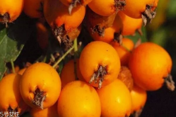 枇杷爛了一點還能吃嗎 枇杷怎么保存 枇杷爛了一點還能吃嗎 枇杷怎么保存