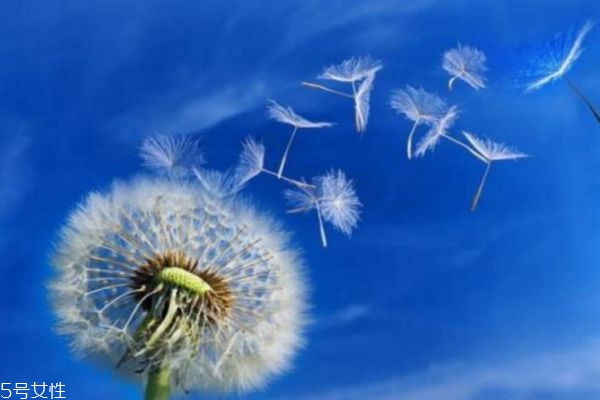 蒲公英治哪些婦科炎癥 蒲公英茶對女性的作用 蒲公英治哪些婦科炎癥 蒲公英茶對女性的作用