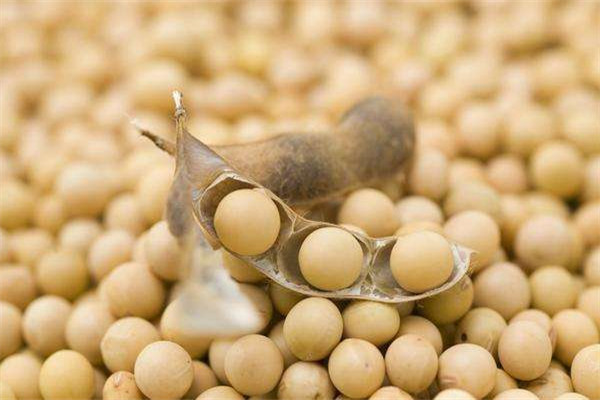 大豆可以做肥料嗎 大豆用作肥料好嗎 大豆可以做肥料嗎 大豆用作肥料好嗎