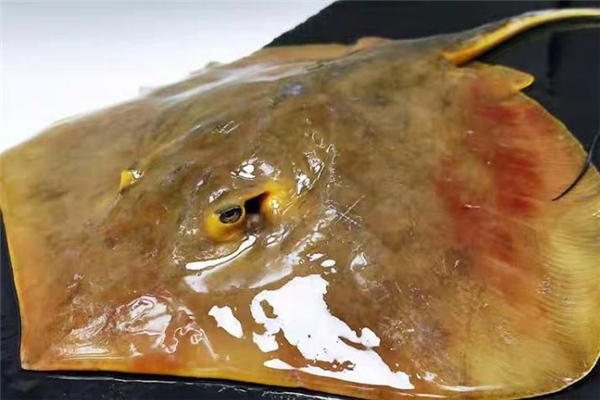 老板魚(yú)是什么魚(yú) 老板魚(yú)是海魚(yú)嗎