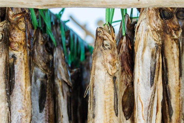 明太魚是什么魚 明太魚是海魚嗎 明太魚是什么魚 明太魚是海魚嗎