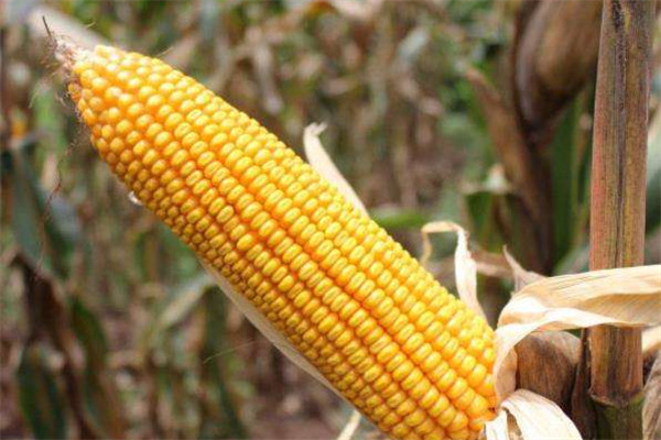 玉米可以和酸奶一起吃嗎 酸奶的作用 玉米可以和酸奶一起吃嗎 酸奶的作用